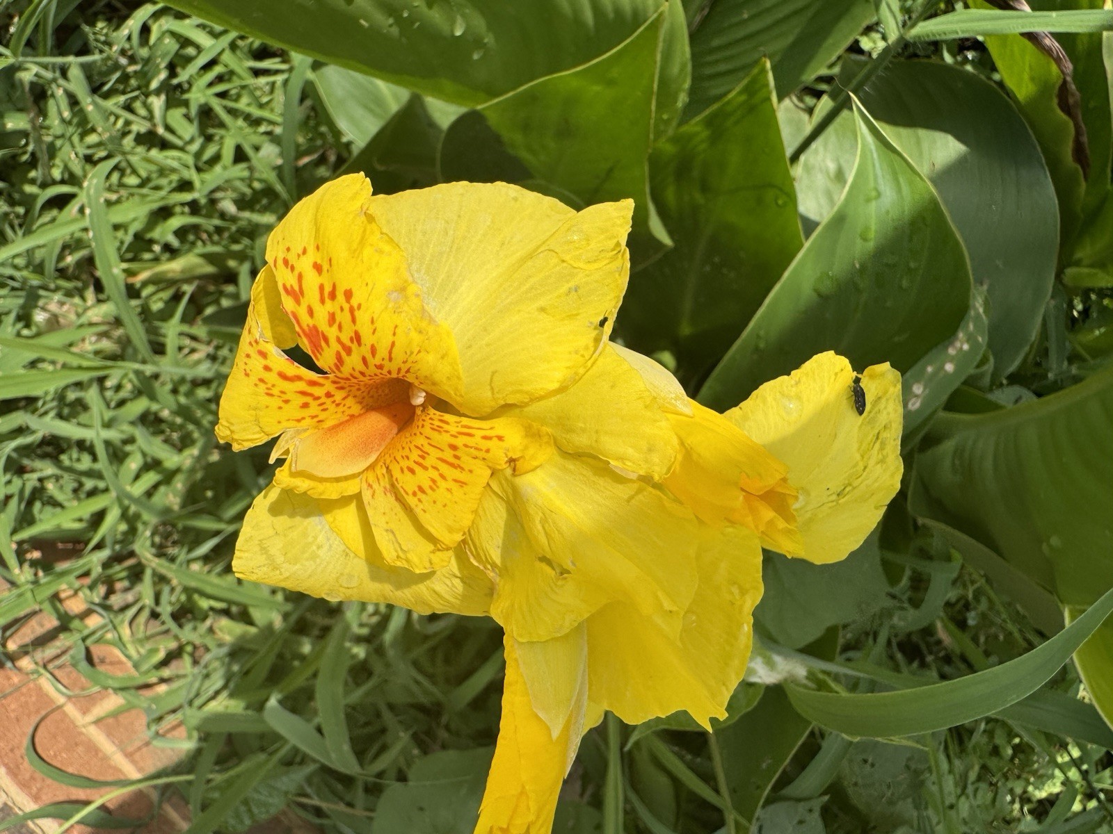 4 Bulbs Canna Lilly Bulbs Yellow Canna Orange Speckled Throat Medium Height 3ft