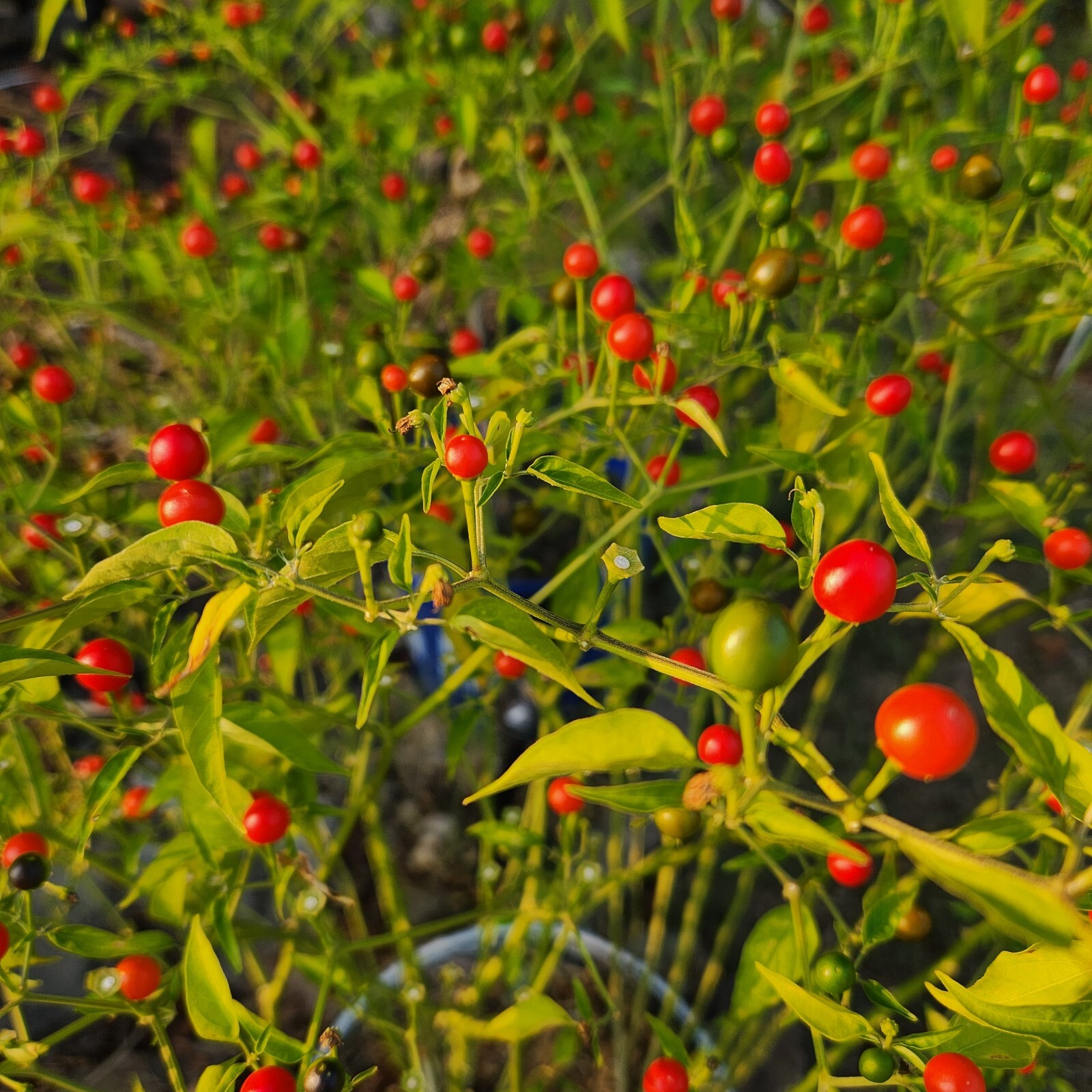 Birds Eye Pepper Seeds Chiltepin Tepin Chile Pequin 60+ Seeds Free shipping