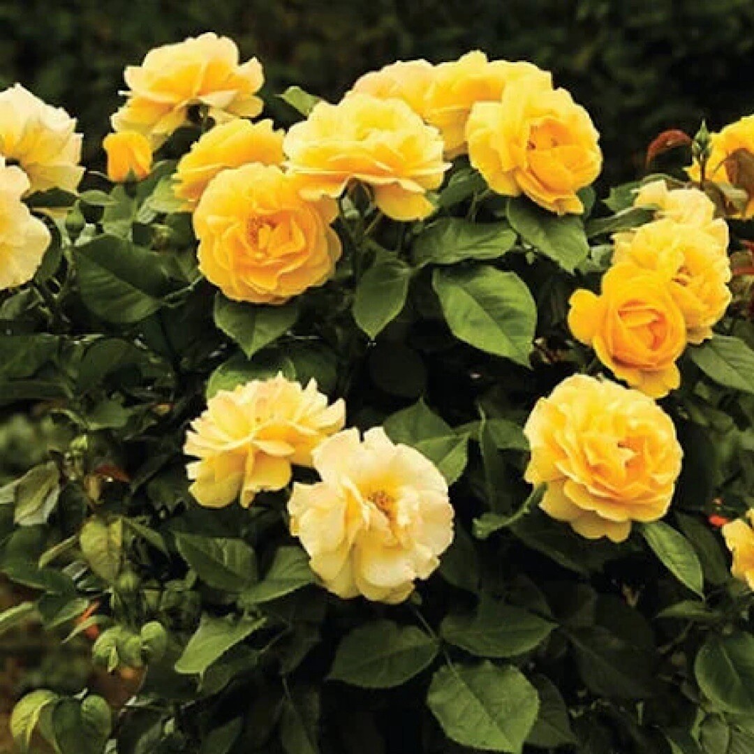 Mix Rose Seeds | Rosa , Perennial – 5 seeds, Rare – Free Shipping – USA Seller