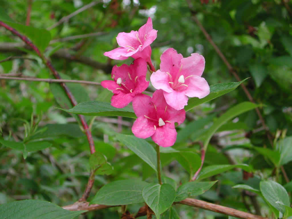 Weigela florida, Shrub Seeds (Fast, Showy, Hardy, Hummingbirds)