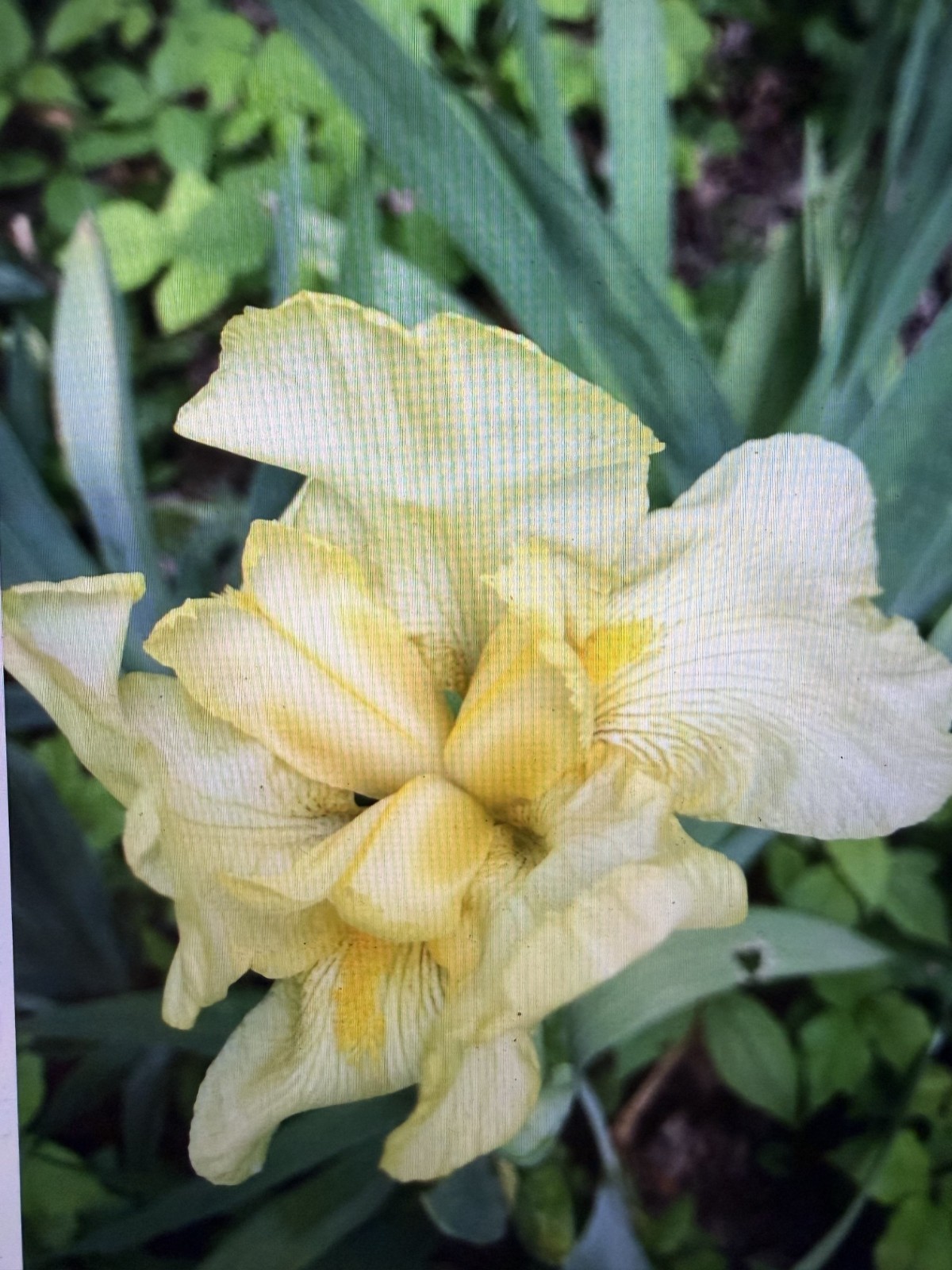 Yellow Bearded Iris BULB SPRING FLOWER (Buy 1 get 1 free + Bonus Gift)