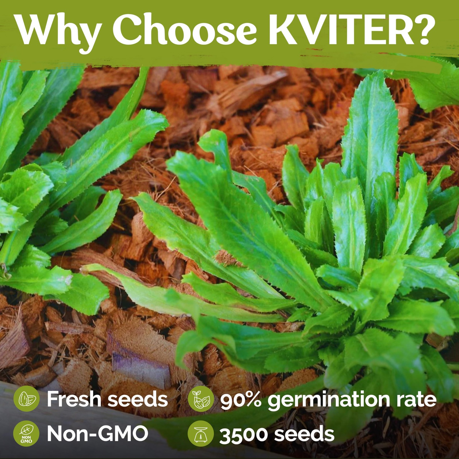 KVITER 3500 Culantro Seeds for Planting (Eryngium Foetidum)