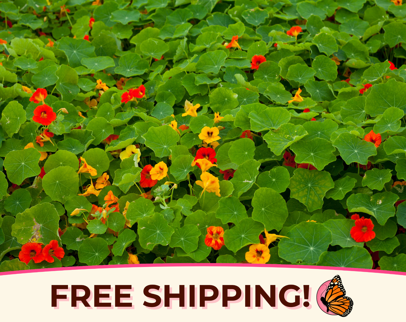 45+ Nasturtium Seeds ‘Jewel, Multicolored’ | Heirloom, Non-GMO, Flower Gardening