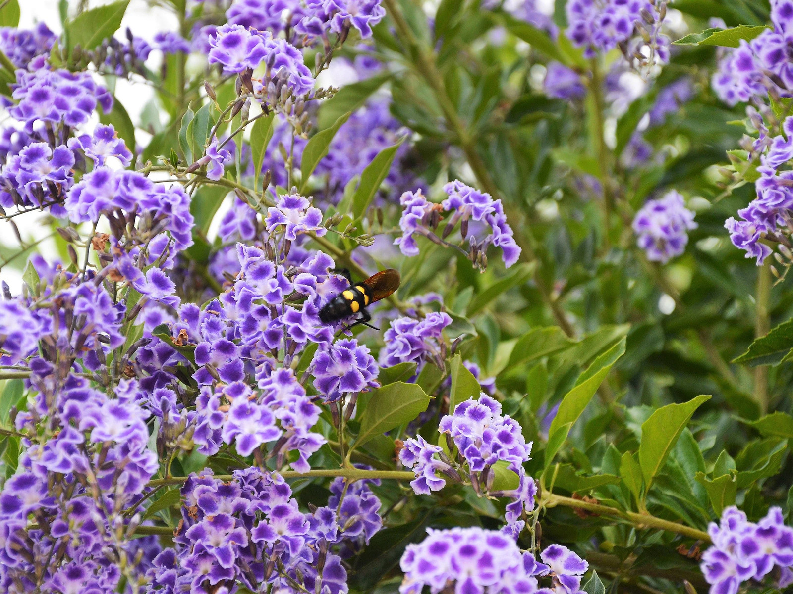 10 GOLDEN DEWDROP Duranta Erecta Repens Golden Foliage Blue Violet Purple White