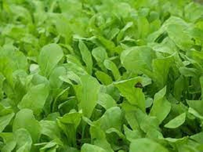 Premium Roquette Arugula – Fresh Organic Heirloom Seeds – Buy any 3 var, 20% off
