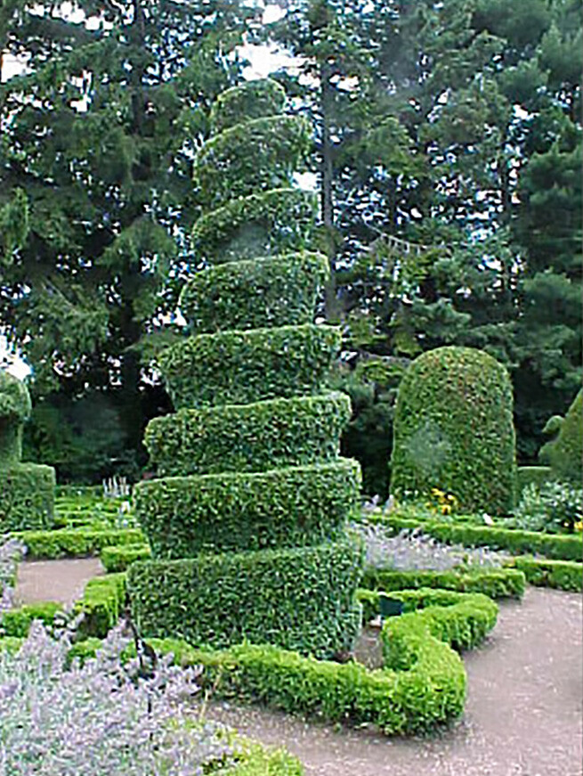Privet Shrub, Ligustrum vulgare Seeds