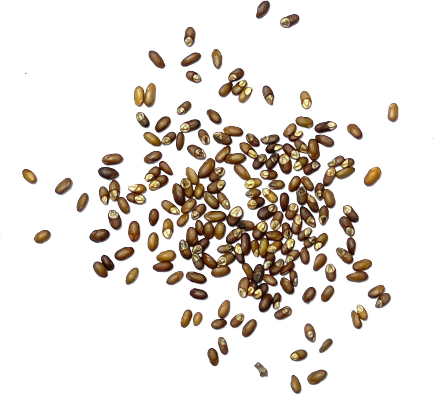 Heirloom Rosemary Seeds – Non-GMO with Medicinal & Culinary Benefits, 100 Seeds