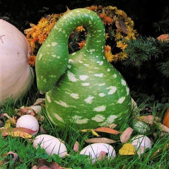 5+ Gooseneck Bottle Gourd Seeds Garden HEIRLOOM NON-GMO USA SELLER FREE SHIPPING