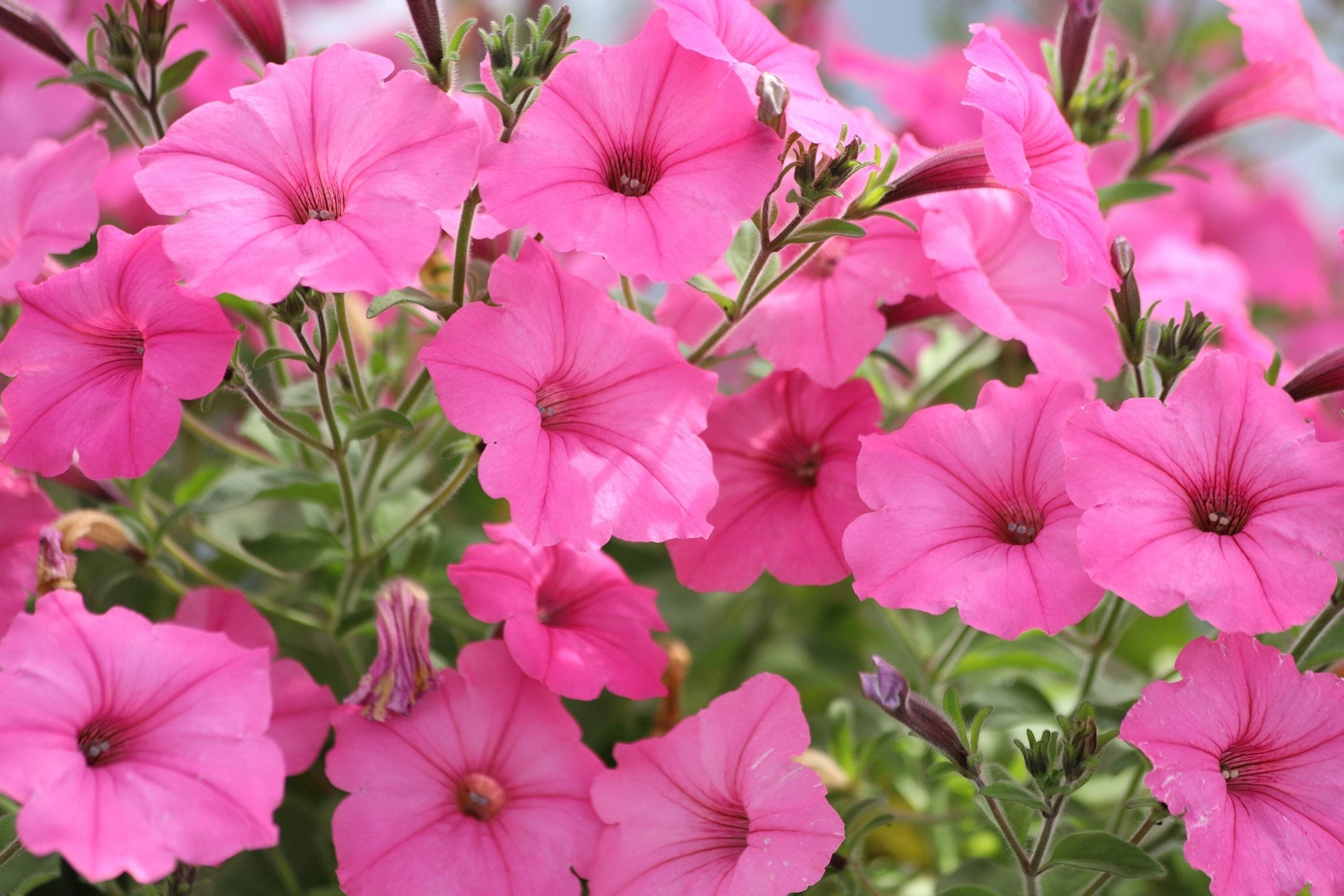 250 Mixed Colors DWARF PETUNIA Pink Red Purple White Yellow Bicolor Flower Seeds