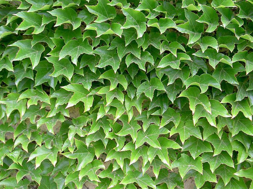 1-1000 PCS Japanese Creeper Grape Boston Ivy Tree Seeds Woodbine Shrub Vine 0187