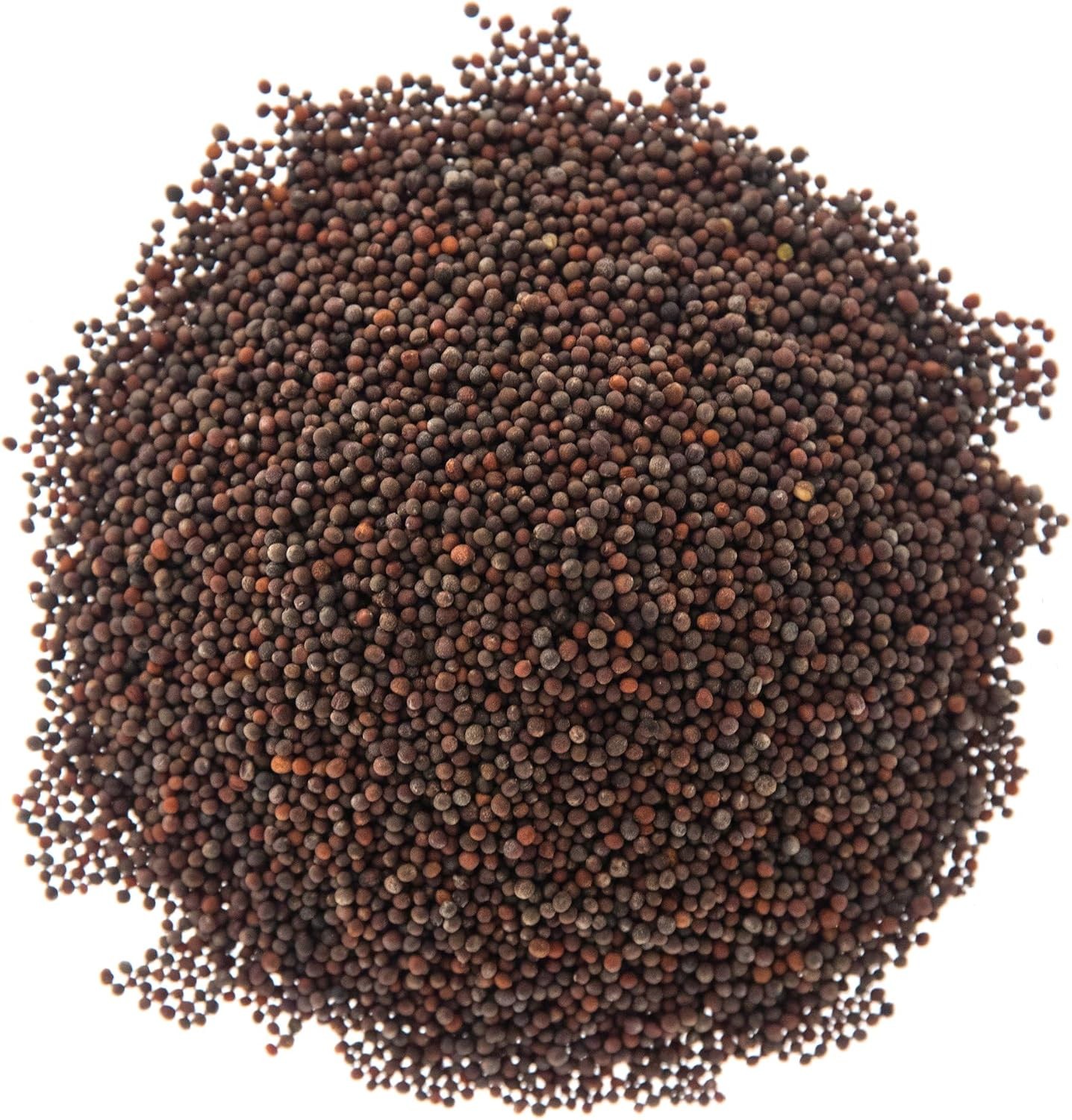 Broccoli Seeds for Sprouting & Microgreens Waltham 29 Variety Non GMO & Heirloom