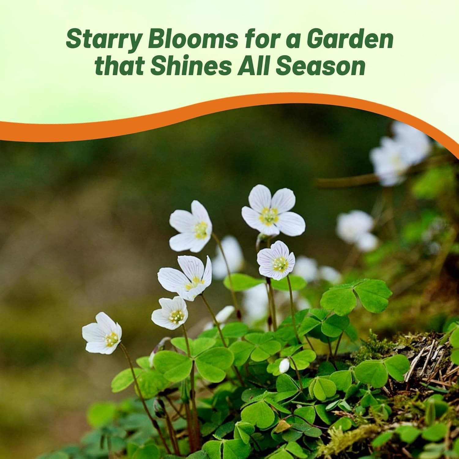 5000 Seeds Irish Moss Seeds For Planting Outdoors | Low Maintenance Ground