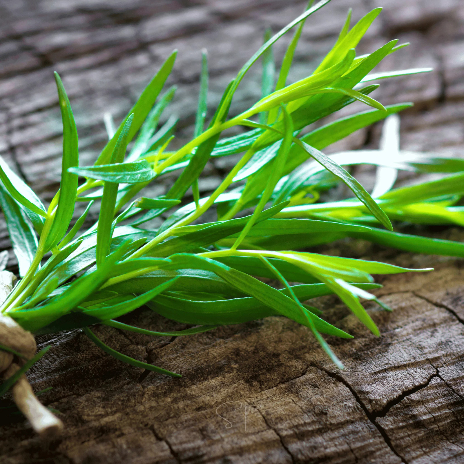 Tarragon – 300 Seeds