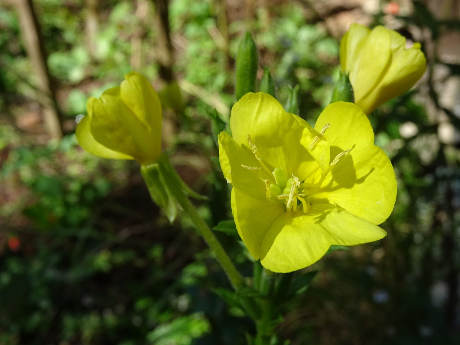 Oenothera biennis primros Native Wildflower 100seeds from 2025 Birds Bees Edible