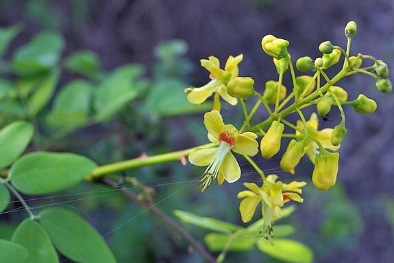 Caesalpinia crista | Gray Nicker | 5 Seeds