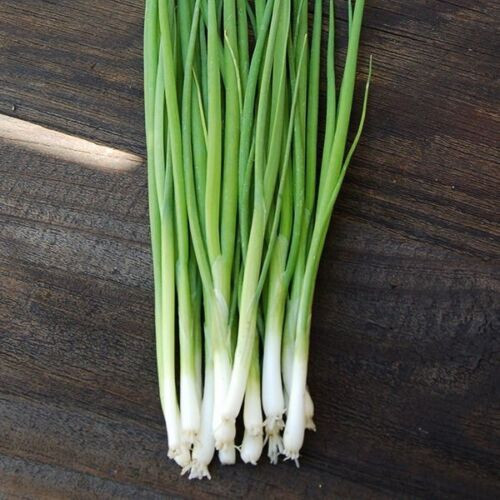White Bunching Onion Seeds, Scallions, NON-GMO, Heirloom, FREE SHIPPING