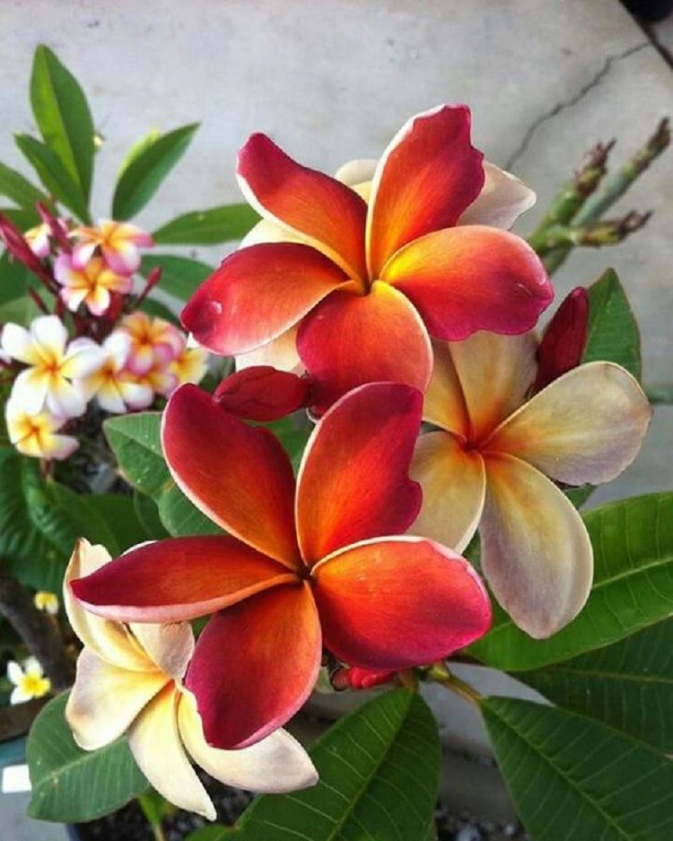 5 Dark Orange Plumeria Seeds Plants Flower Lei Hawaiian Perennial Bloom Seed 197