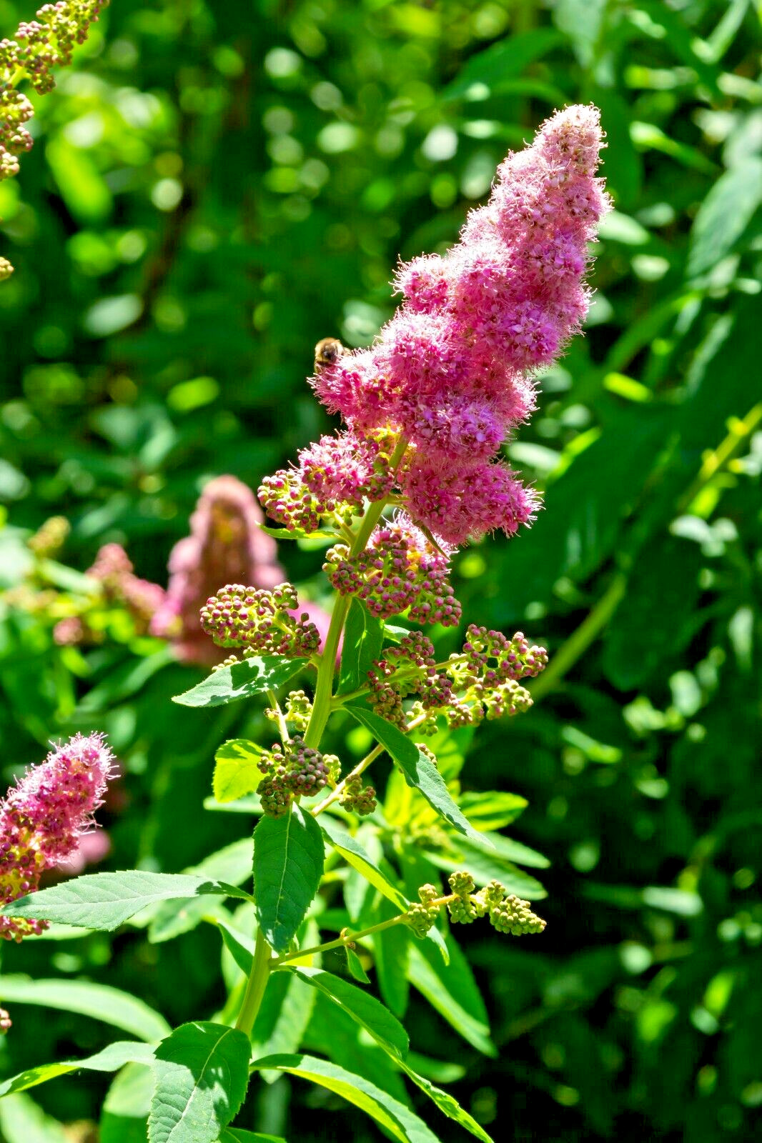 SPIRAEA DOUGLASII, 1000 SEEDS. WESTERN SPIREA, STEEPLE BUSH, WILDFLOWER