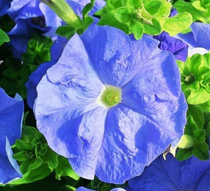 100 PCS Red Star Petunia Seeds B50, or 200 PCS Blue Fancy Petunia Seeds B49