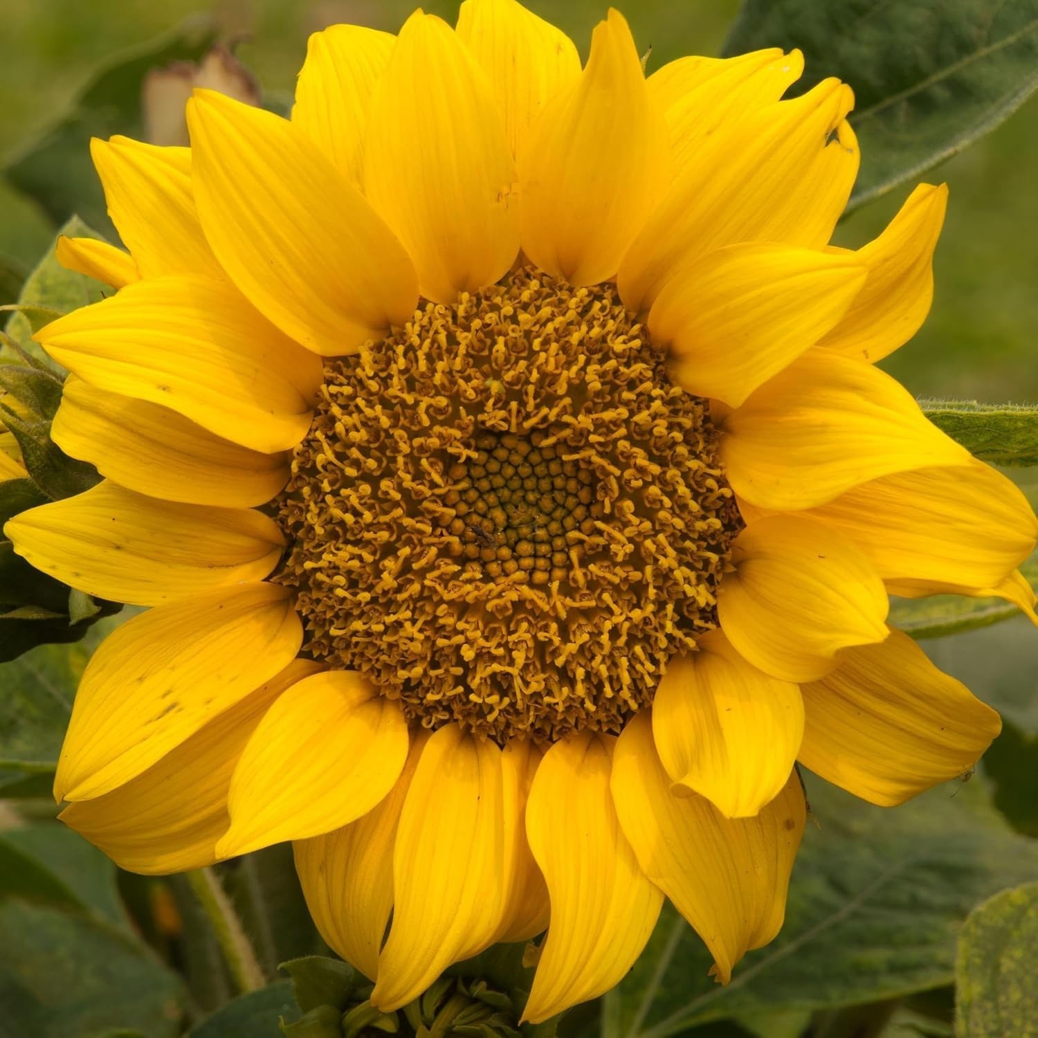 Heirloom Dwarf Sunspot Sunflower Seeds – Attract Pollinators & Brighten Gardens