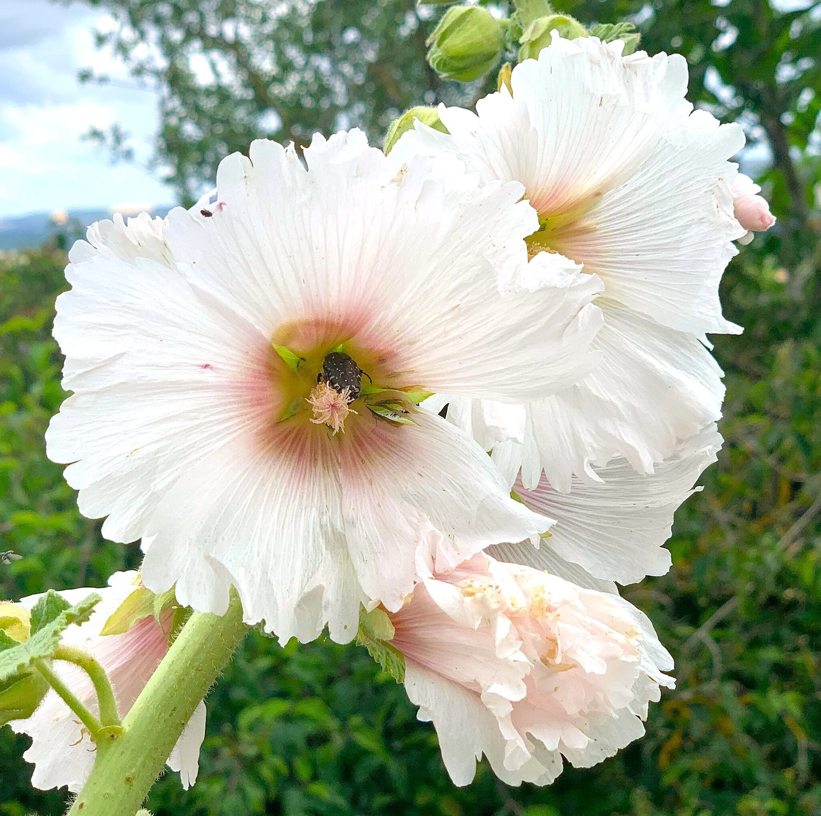 Summer Carnival Hollyhocks Seeds |Alcea Rosea Rose Holly Garden Flower Seed 2024