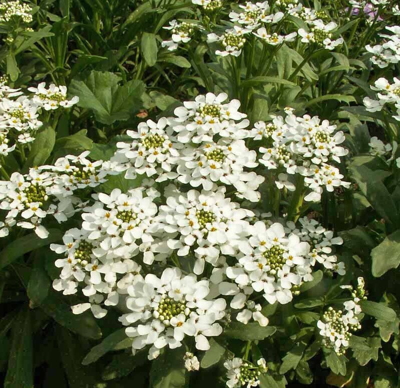 1000 White CANDYTUFT Flower Seeds Rocket ‘Empress Iberis amara Ground Cover
