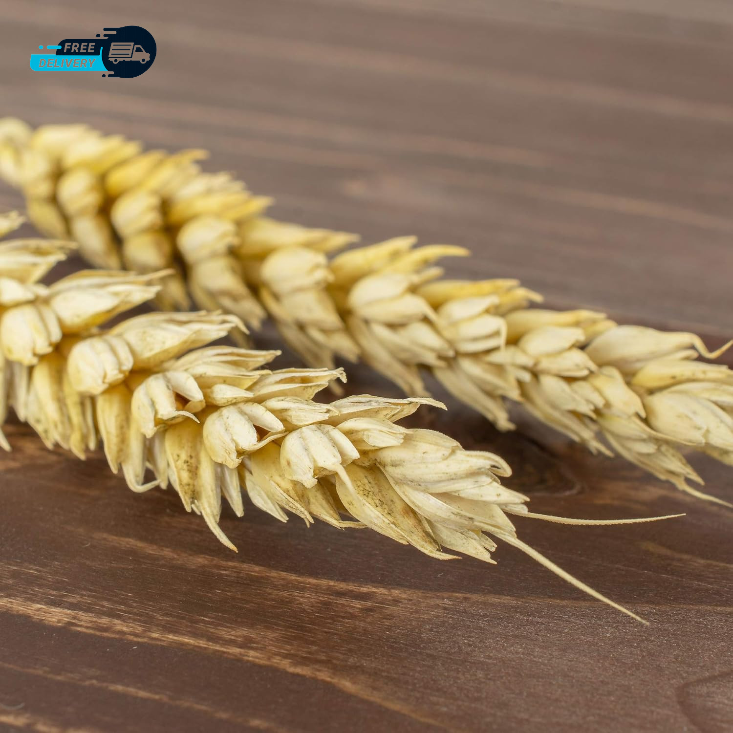 Unhulled Organic Einkorn Grain Seeds Ancient Heirloom Wheat for Planting