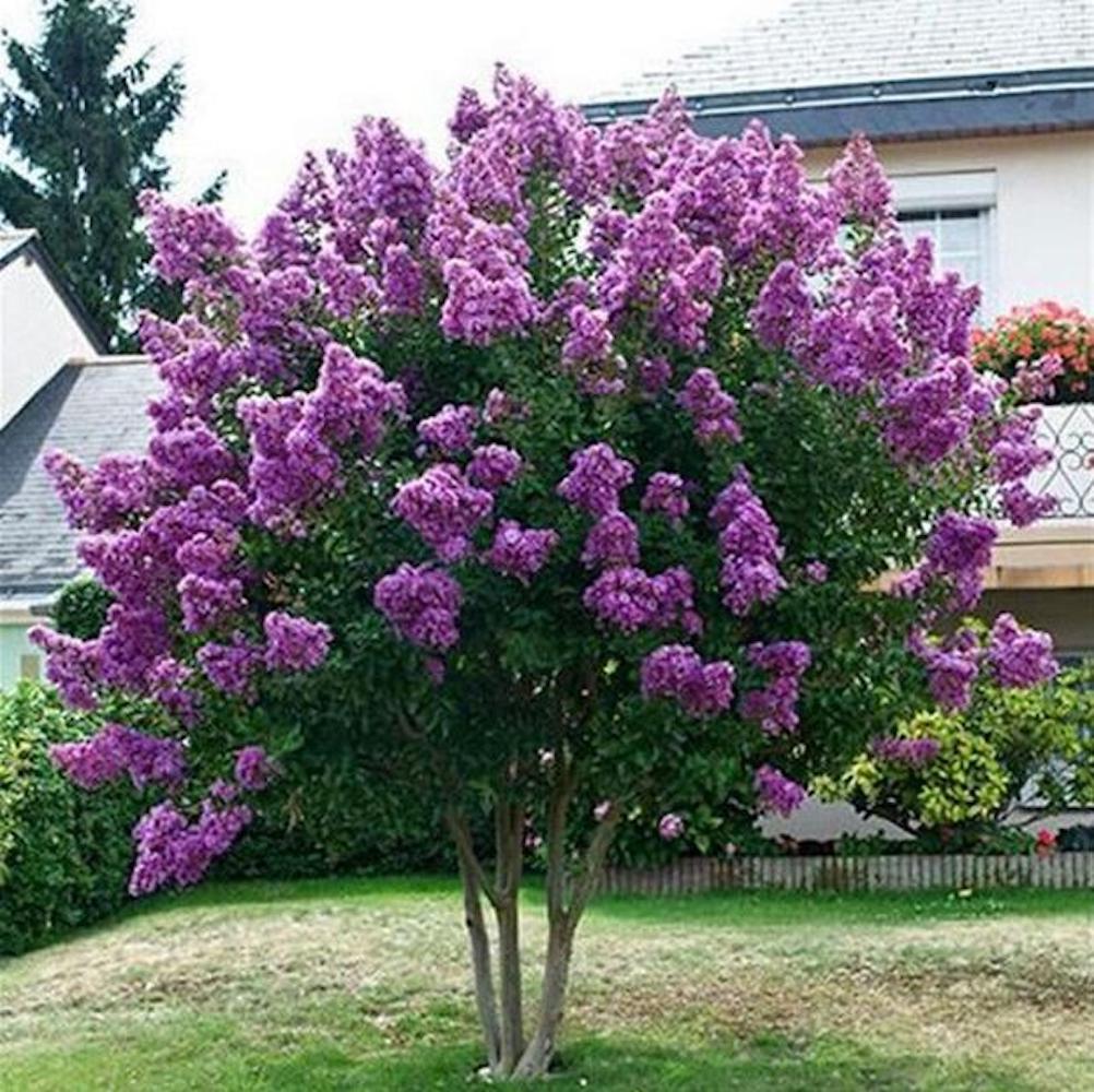20 EXOTIC CRAPE MYRTLE SEEDS for garden flower house plant bush USA SELLER USPS