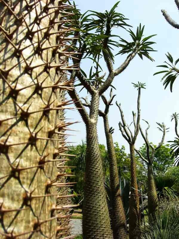 Pachypodium lamerei aka Madagascar palm, 5 Seeds. Free Shipping!