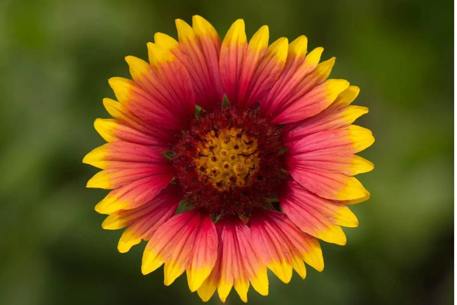 200+ INDIAN BLANKET FLOWER SEEDS | HEIRLOOM NON-GMO 🌻 HUMMINGBIRD BEE MAGNET US