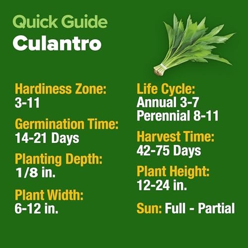 Culantro Seeds 360 Non GMO Heirloom Herb Seeds Heat Resistant Grow Indoors
