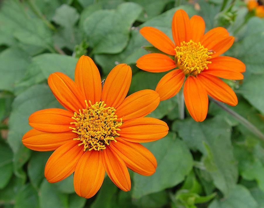 Mexican Sunflower Seeds, Orange, Tithonia, Attract Butterflies, Daisy-Like Bloom