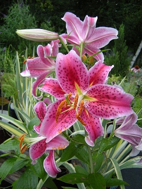 3 STAR GAZER Oriental Lily Bulbs Spring Planting ~Fragrant Summer Blooms~ Hardy