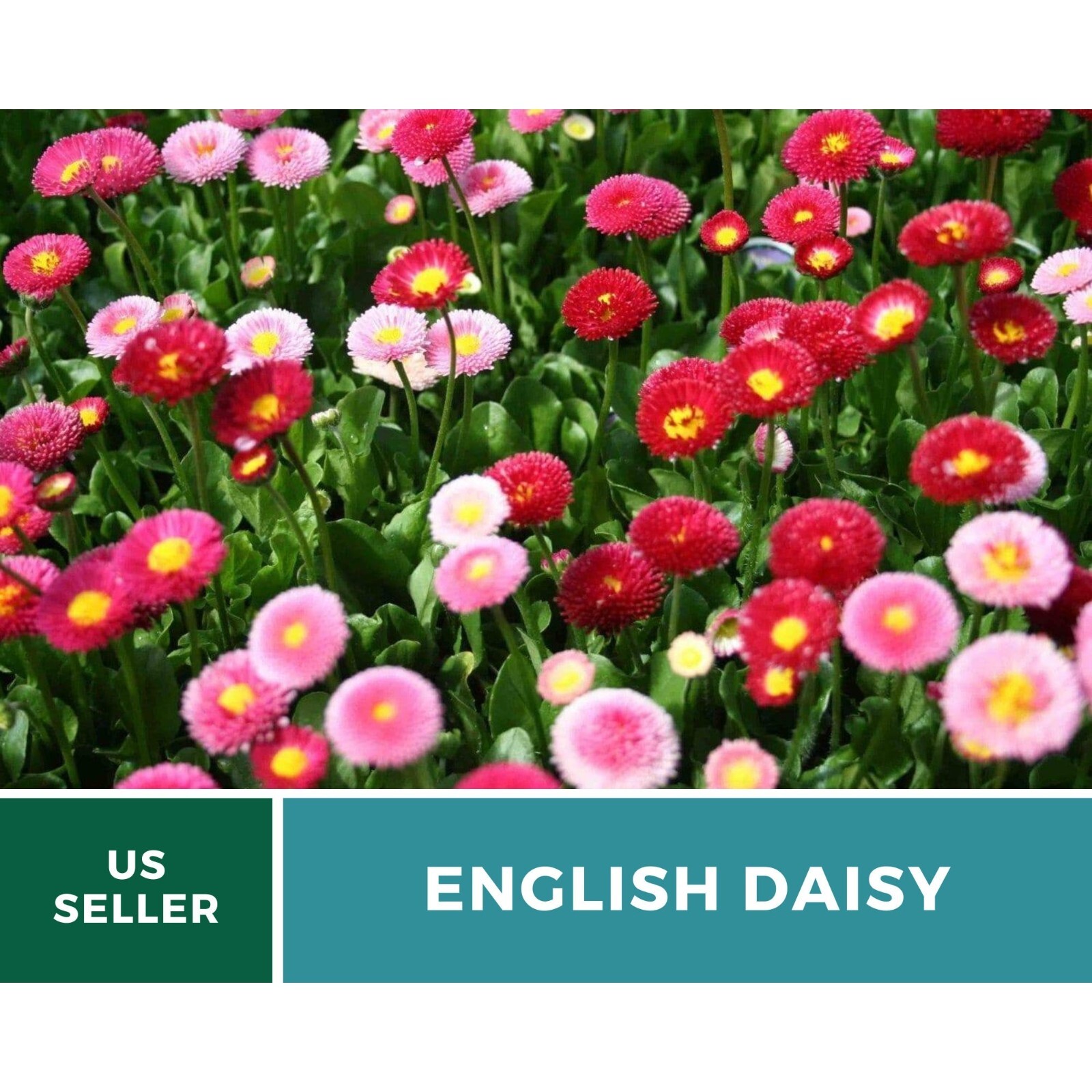 Daisy, English (Super Enorma Mix) seeds – Heirloom Flower (Bellis perennis) – La