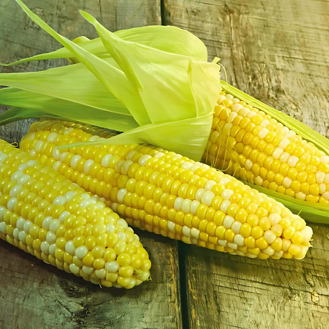 Fresh Peaches and Cream Corn Seeds | Sweet | Heirloom Non-GMO | Vegetable Seeds