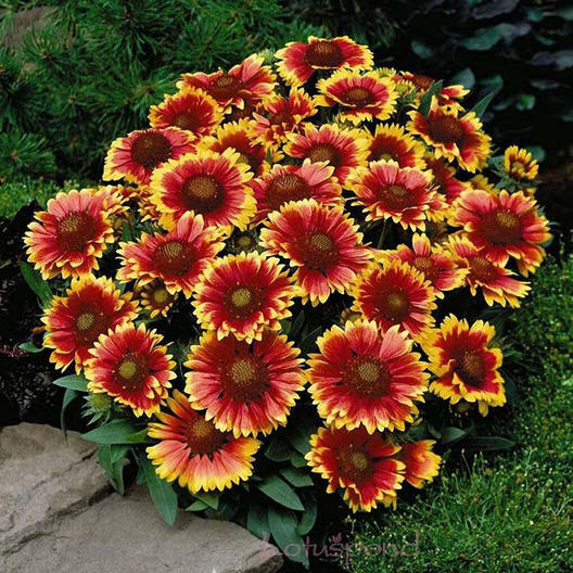 Blanket Flower DWARF GOBLIN Gaillardia Perennial Native Flower Non-GMO 25 Seeds