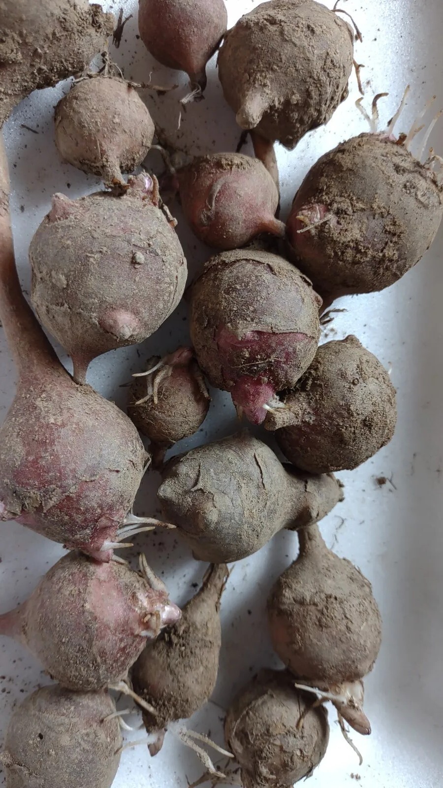 5 M S red organic Jerusalem Artichoke Tubers ready FOR PLANTING