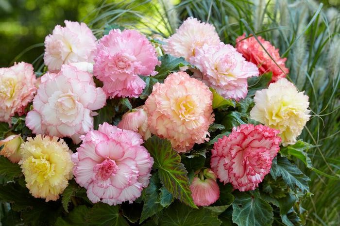 Samba Double Mix Begonias Flowers 3- Bulbs