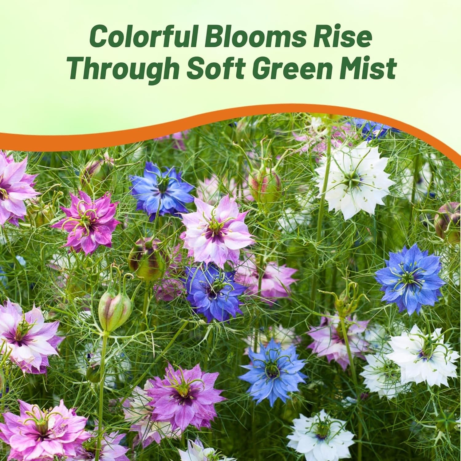 1000 Seeds Nigella Seeds – Love-In-A-Mist Flower Seed Mix