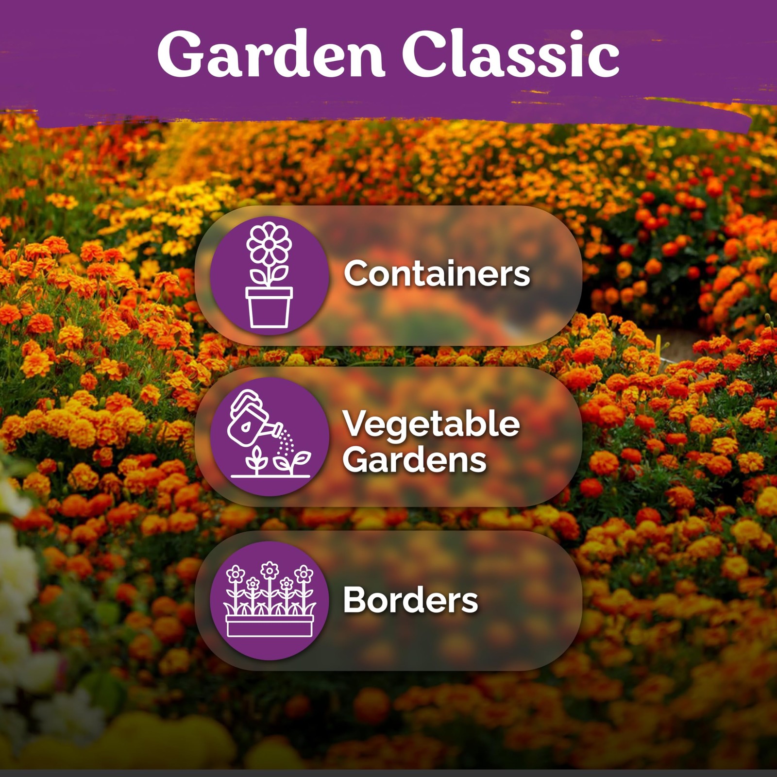 KVITER 1,000 French Marigold Seeds, Sparky Mix (Tagetes Patula), 2 Pack