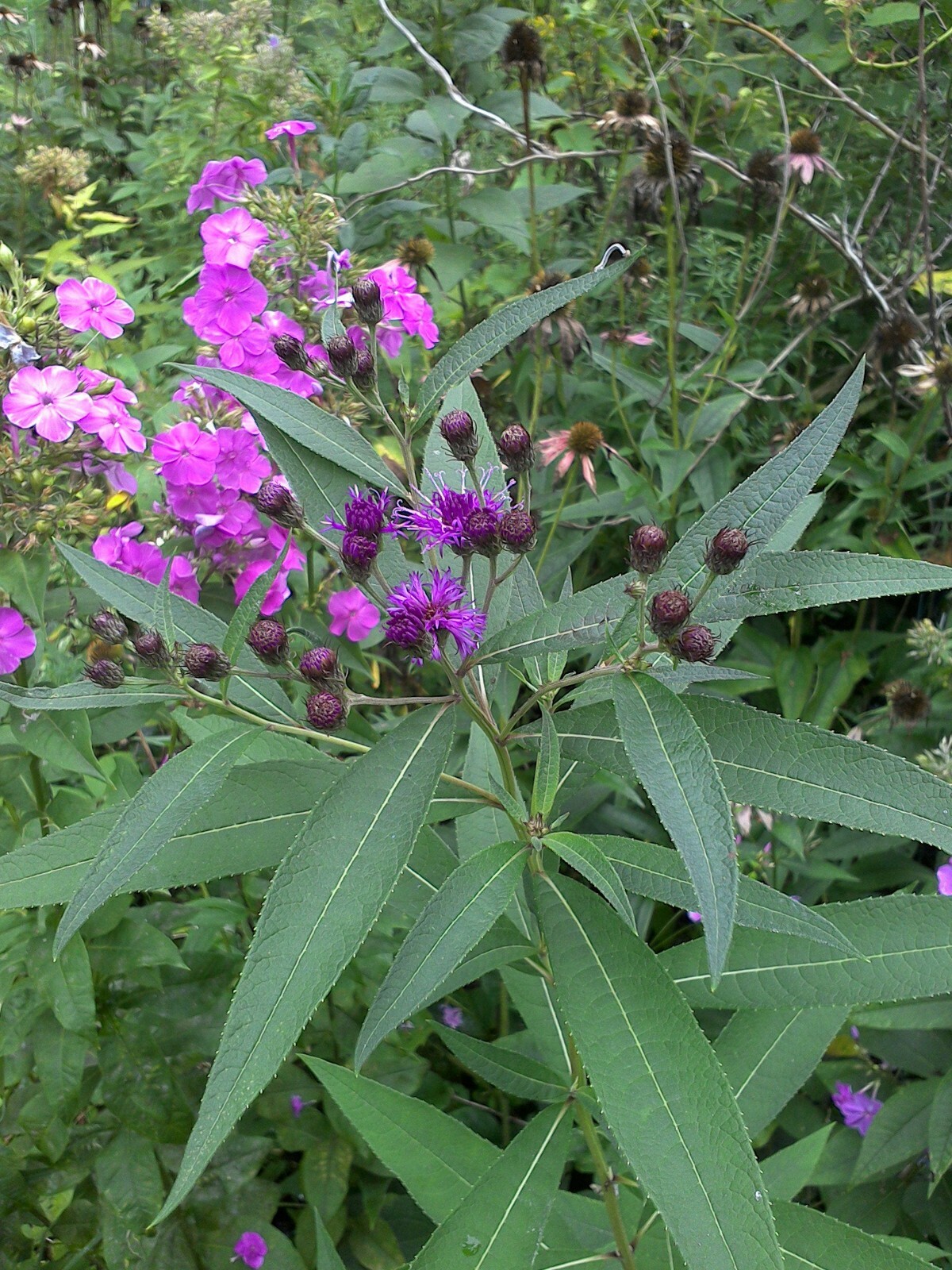 30 SEEDS IRONWEED VERNONIA FASCICULATA
