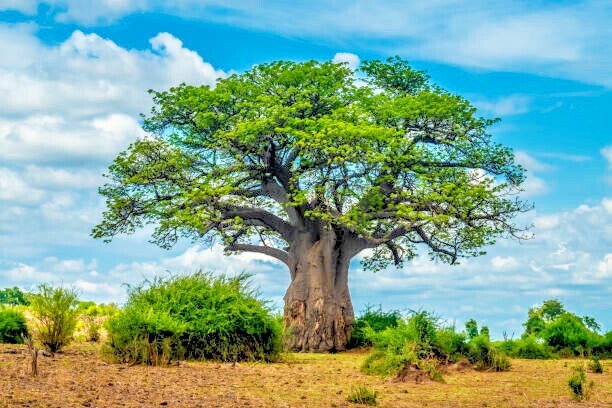 10 Baobab Seeds Adansonia digitata Tree of Life Rare Monkey Bread Bonsai Plant
