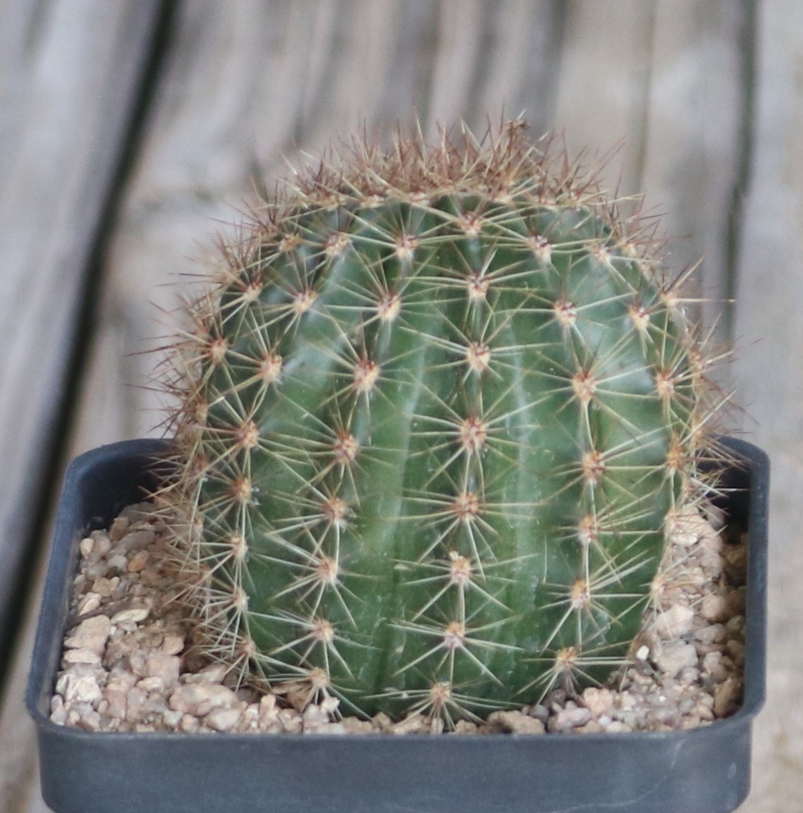 Echinopsis hybrid ‘Pink Glow’