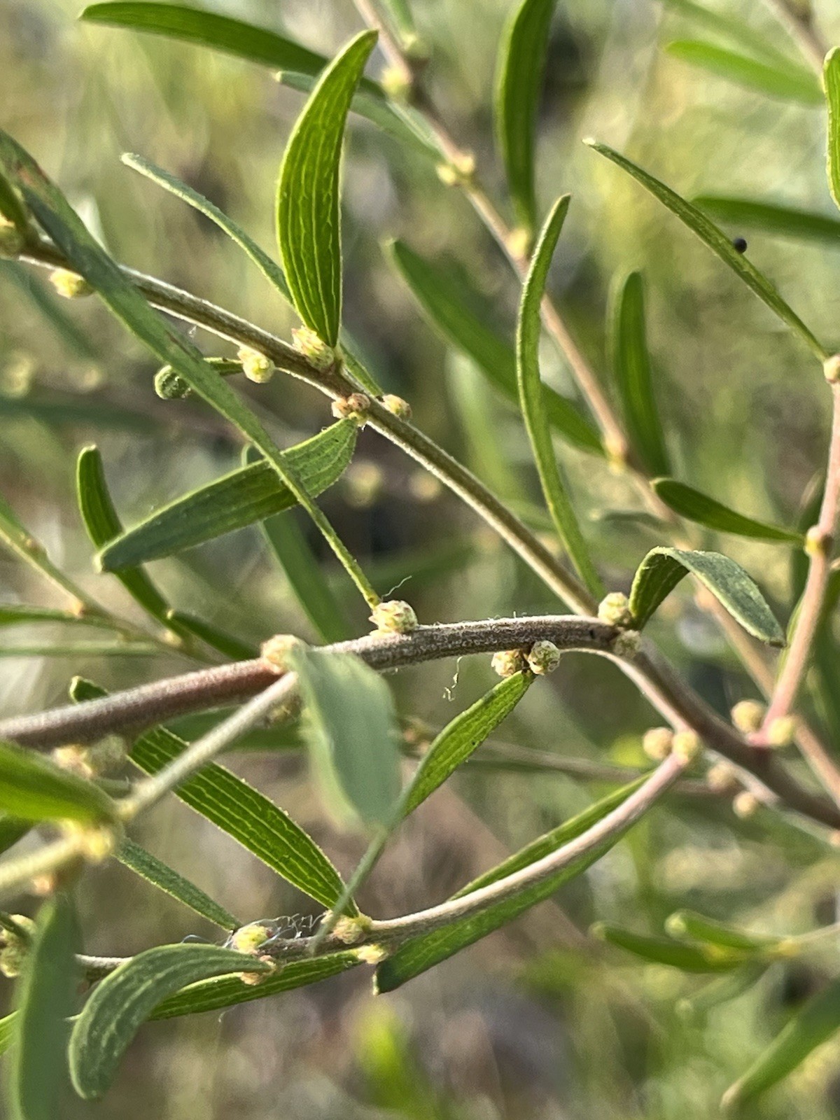 Acacia, Callistemon, Eucalyptus, Melaleuca, Seeds