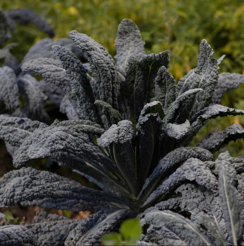 Kale BLACK MAGIC Heirloom Easy Vegetable Garden Cool Weather Non-GMO 200 Seeds