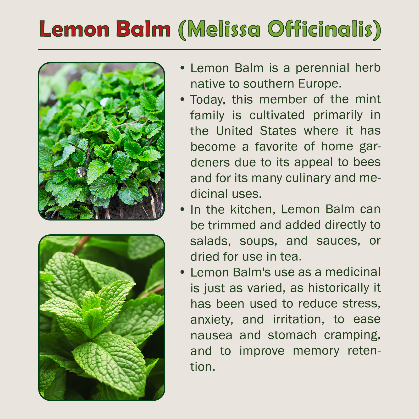500 Lemon Balm Seeds, Melissa Officinalis, Tea, Medicinal, Non-GMO, Genuine USA