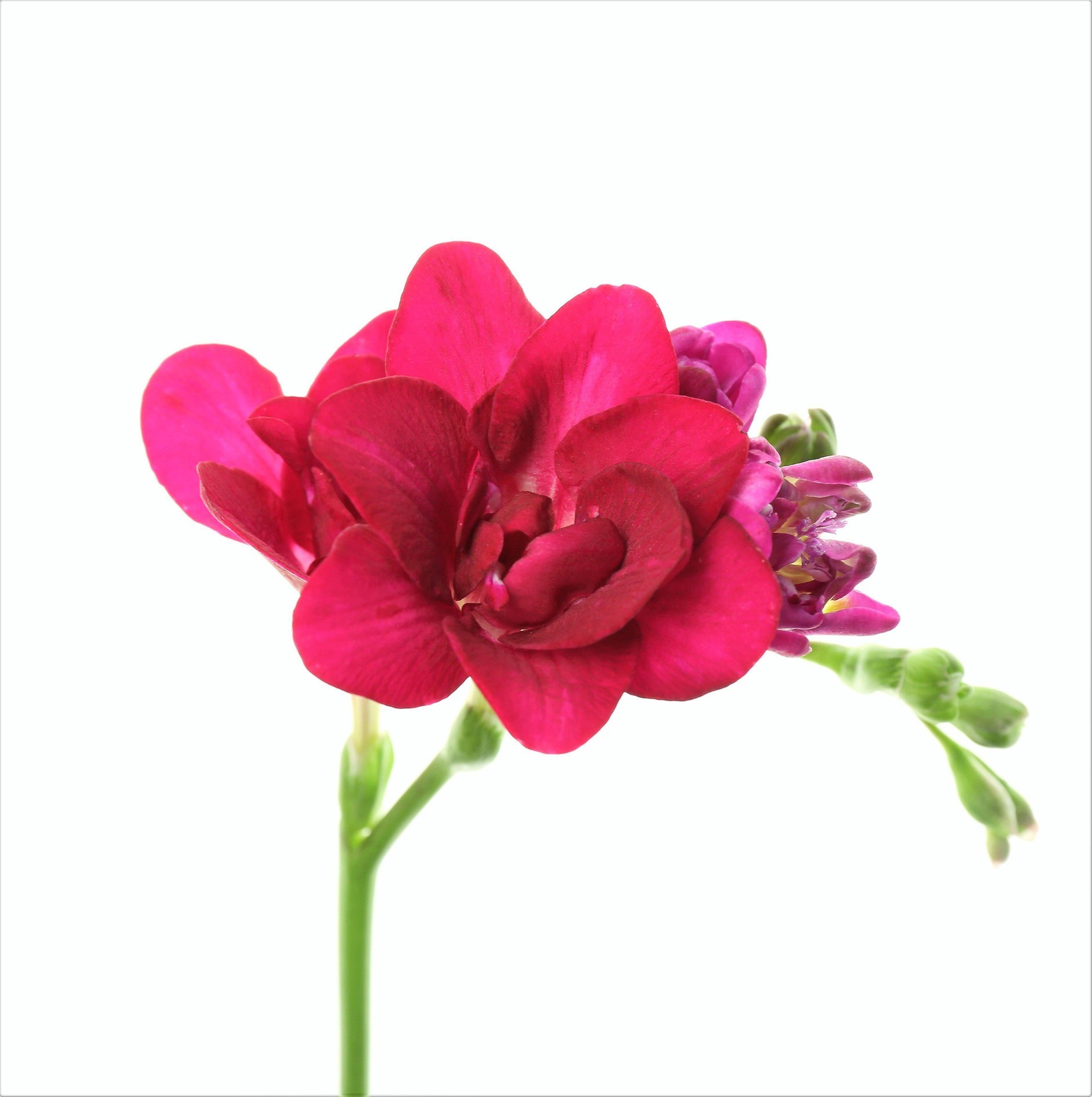 Freesia Double Pink 15 Plant Bulbs, Spring Flowers Bloom in Sun