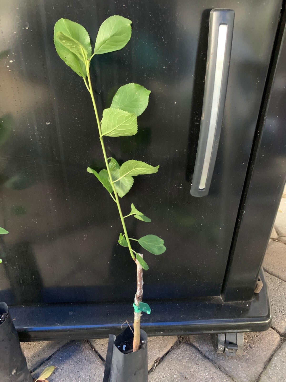 12-18″ tall French Prune, bare root, 1 grafted plant, 1 year old