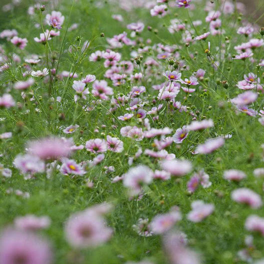 Cosmos DAYDREAM Pastel/Pink Flowers 3-5′ Tall NEW Hybrid Non-GMO 100 Seeds