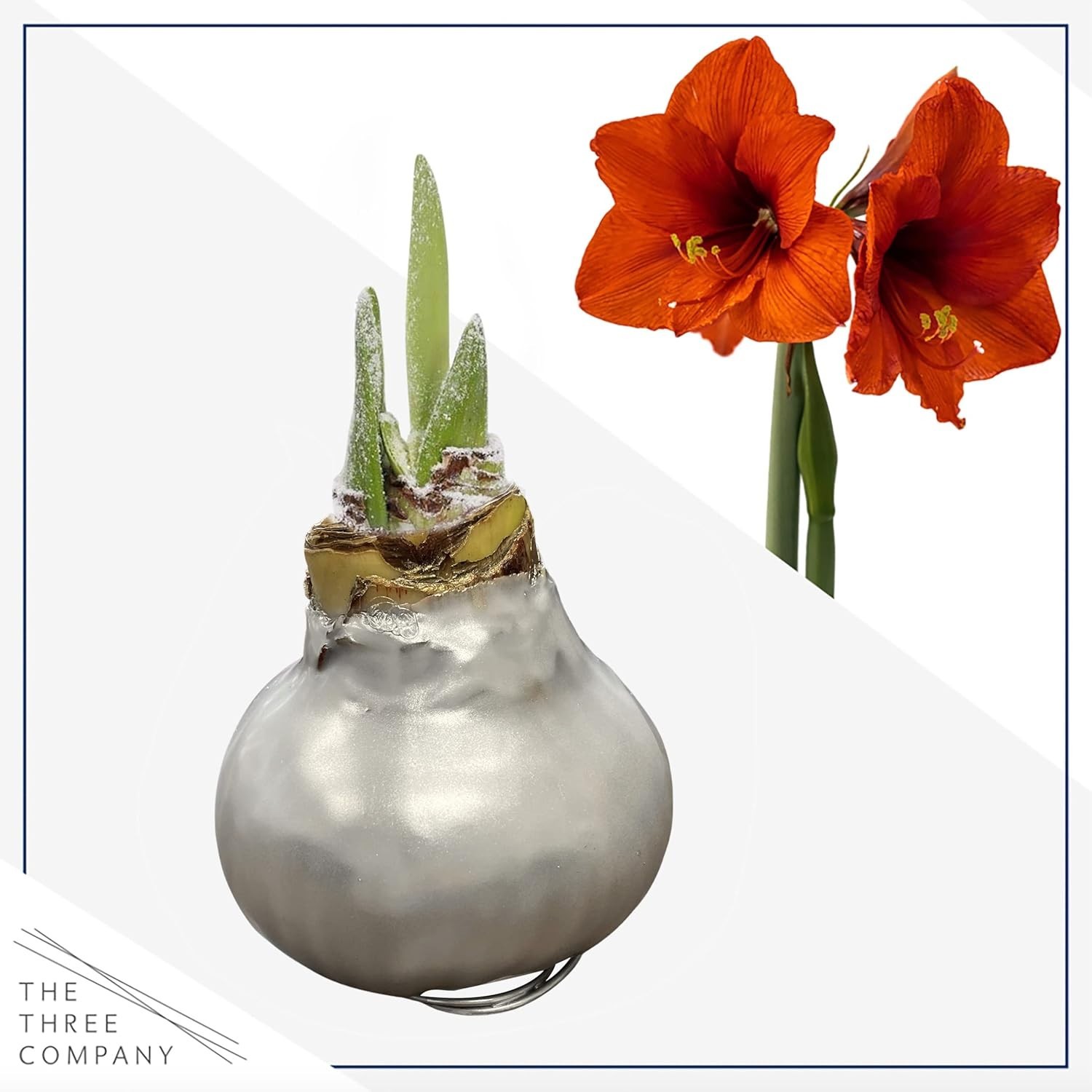Silver Wax Amaryllis Bulbs – 2-Pack Live Holiday Plants